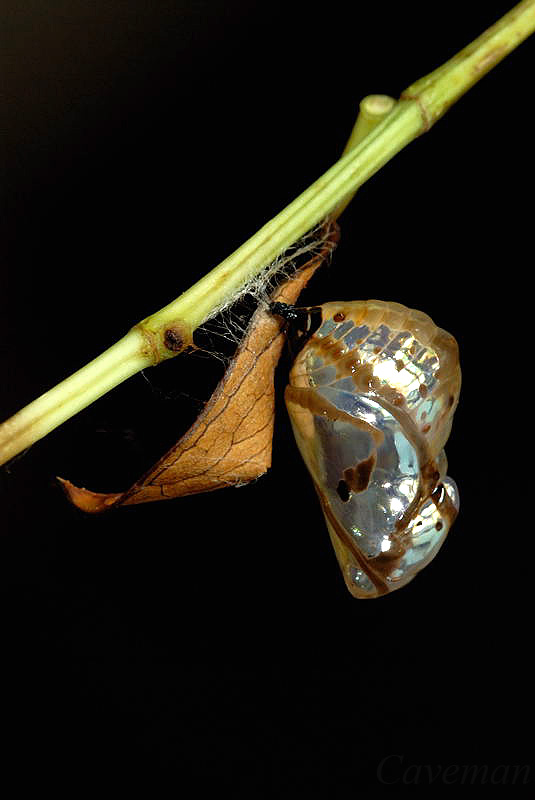 Pupa - Euploea algea