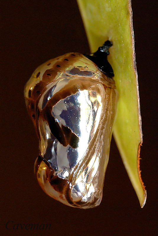 Pupa - Euploea algea