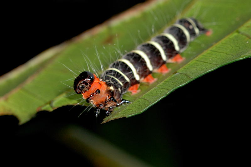moth