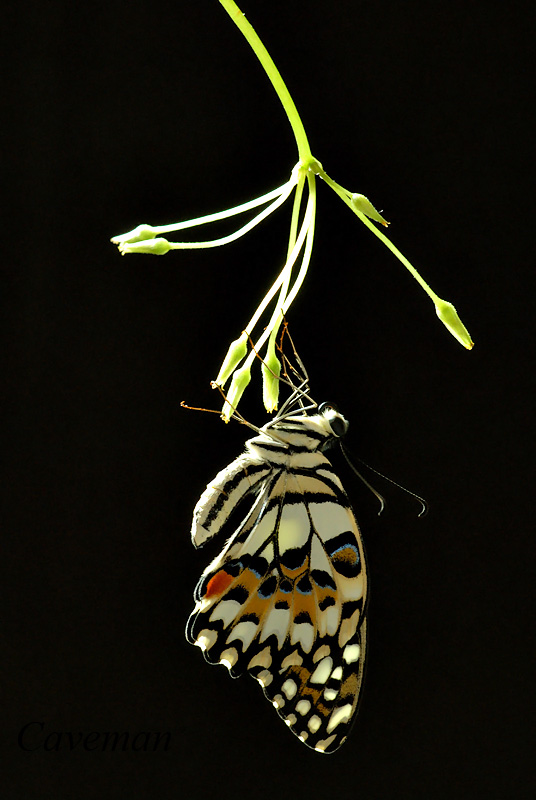 Papilio demoleus malayanus (Lime Butterfly)