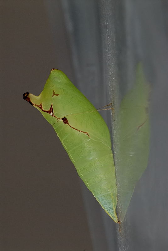 Pupa - Graphium agamemnon agamemnon (Tailed Jay)