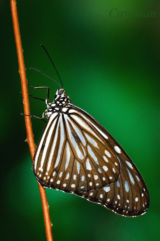 Ideopsis vulgaris macrina(Blue Glassy Tiger)