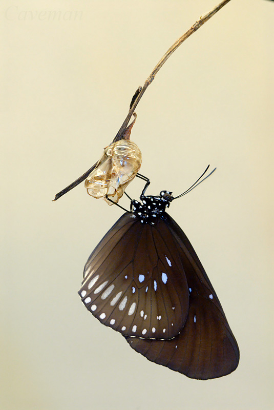 Euploea algea menetriesii (TBC)