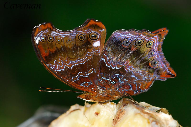 Rhinopalpa polynice eudoxia(Wizard)