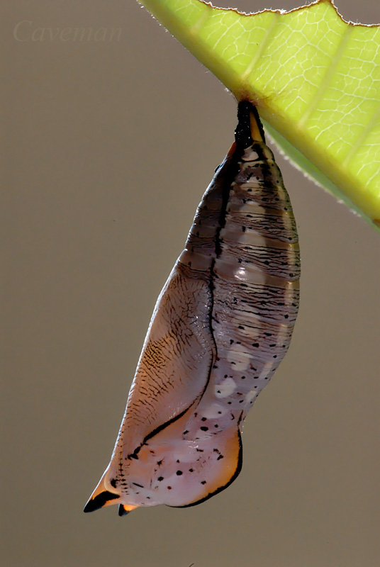 Pupa - Doleschallia bisaltide australis (Autumn Leaf)
