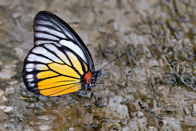 Prioneris philonome themana (The Redspot SawTooth)