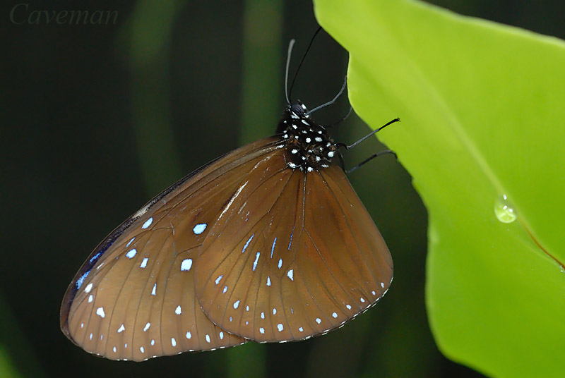 Euploea mulciber mulciber(Striped Blue Crow)