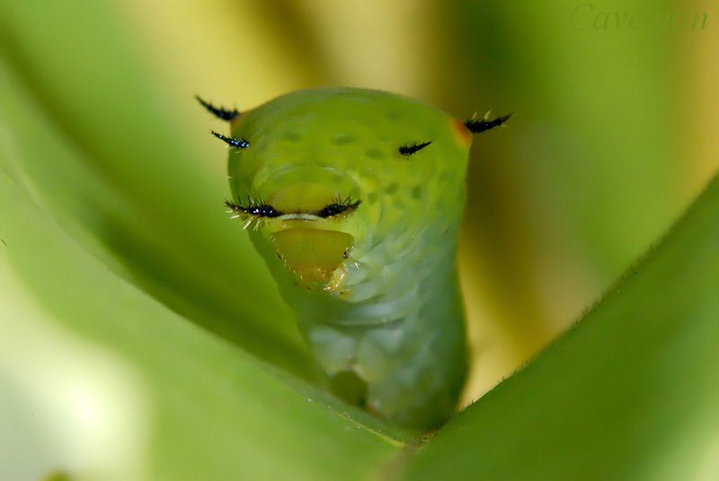 Caterpillar - Graphium agamemnon agamemnon (Tailed Jay) - 4th instar