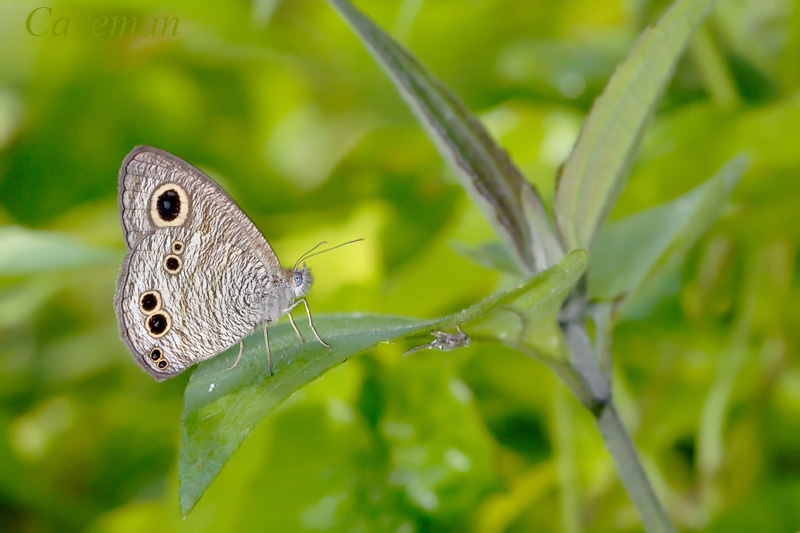 Ypthima baldus newboldi (Common Five Ring)