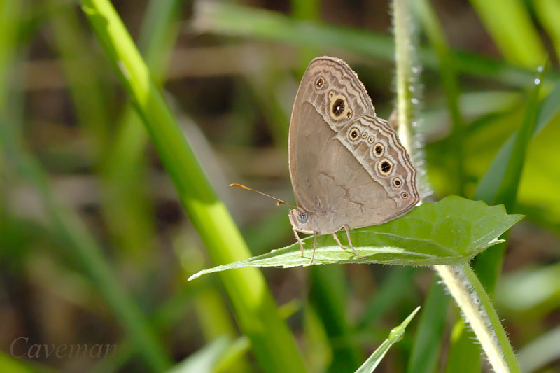 Mycalesis visala phamis