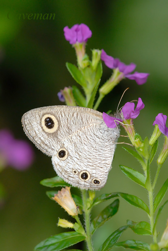 Ypthima huebneri (Common Four Ring)