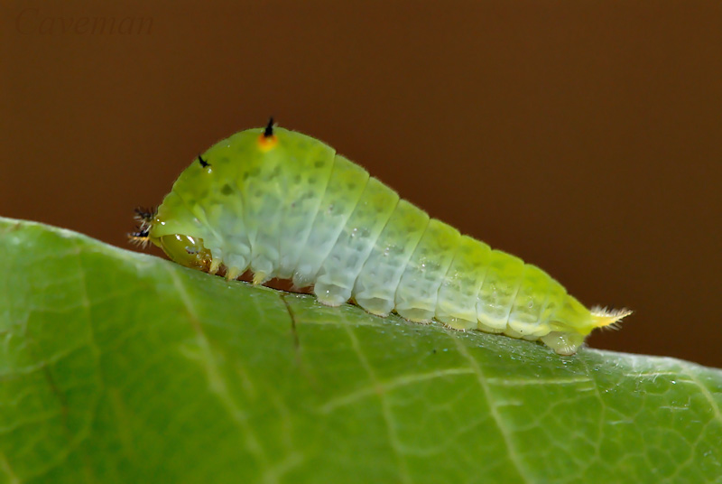 Caterpillar - Graphium agamemnon agamemnon (Tailed Jay) - 4th instar