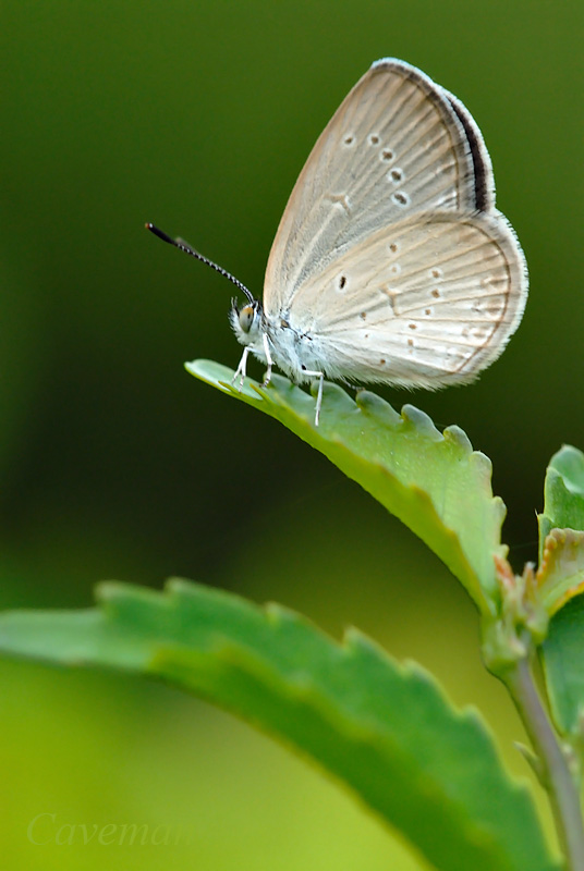 Zizina otis lampa (Lesser Grass Blue)