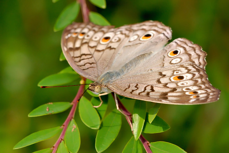 Junonia atlites atlites (Grey Pansy)