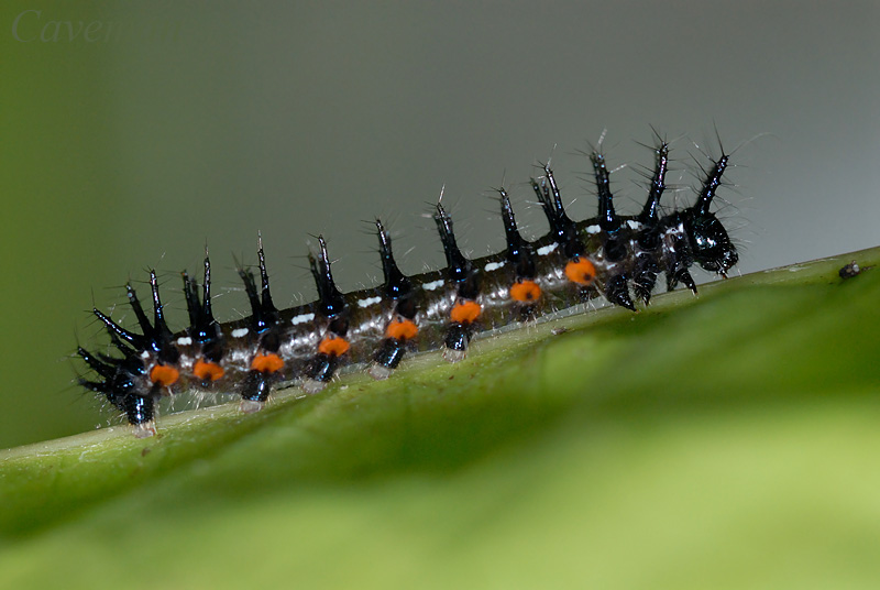 Caterpillar - Doleschallia bisaltide australis (Autumn Leaf)