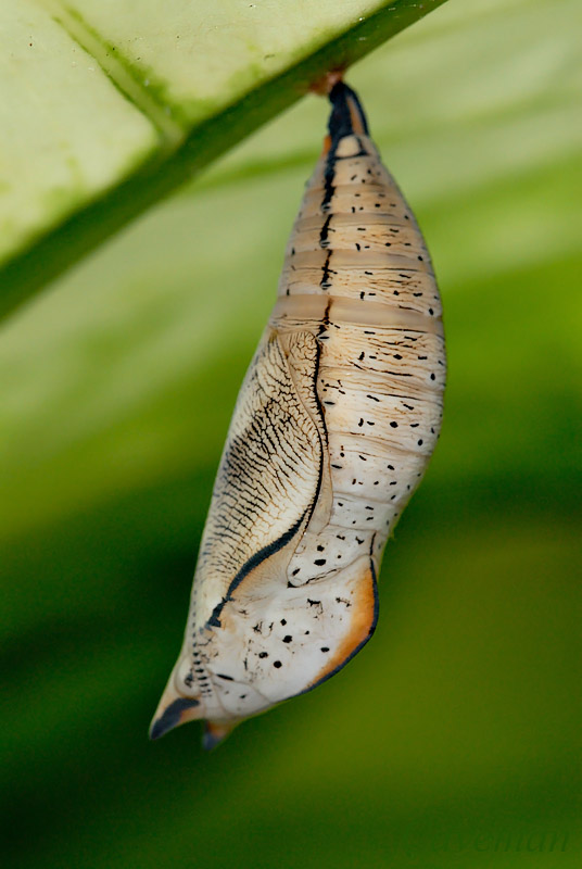 Pupa - Doleschallia bisaltide australis (Autumn Leaf)