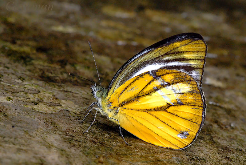 Cepora nadina andersoni