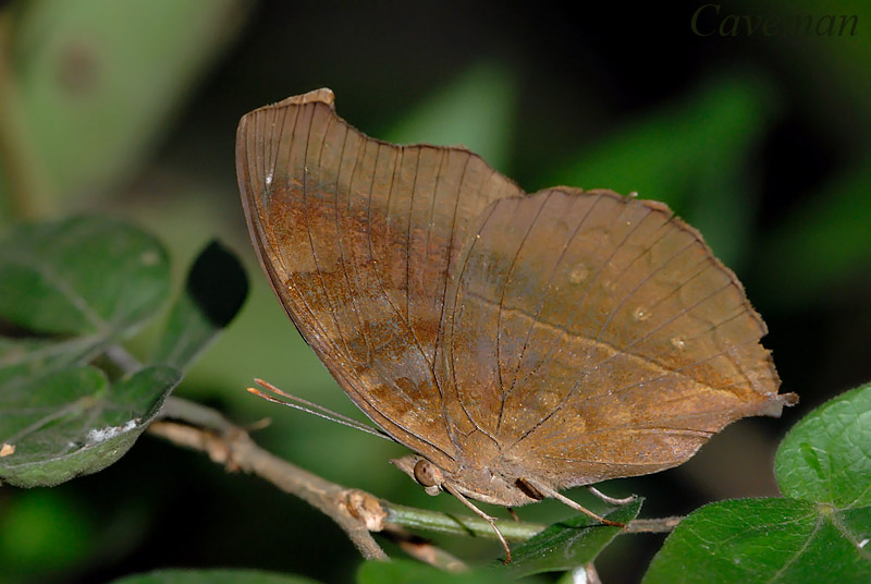 Junonia iphita horsfieldi(Chocolate Soldier)