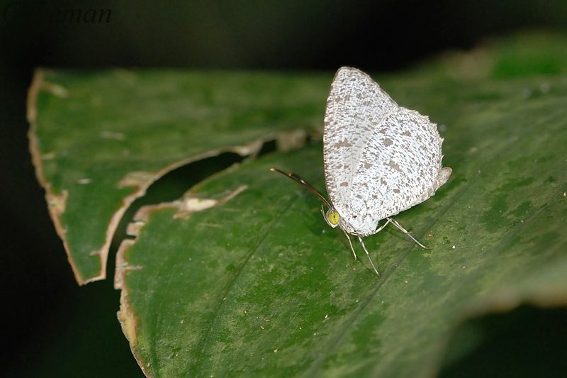 Allotinus unicolor unicolor (male)