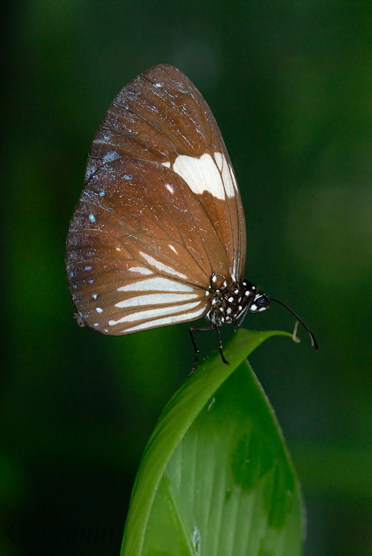 Euploea radamanthus radamanthus(Magpie Crow) - male