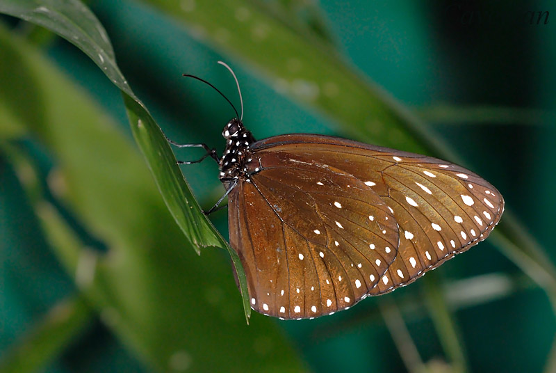 Euploea camaralzeman malayica (The Malayan Crow)