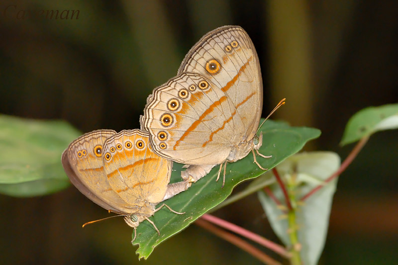 Mycalesis patiana patiana