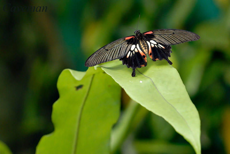 Papilio memnon agenor(Great Mormon)