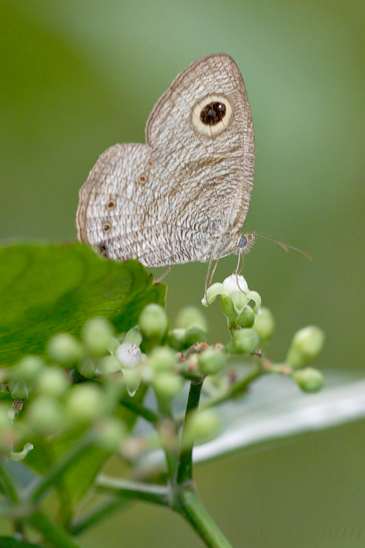 Ypthima horsfieldii humei