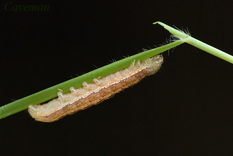 moth