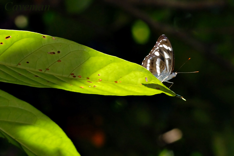 Athyma kanwa kanwa
