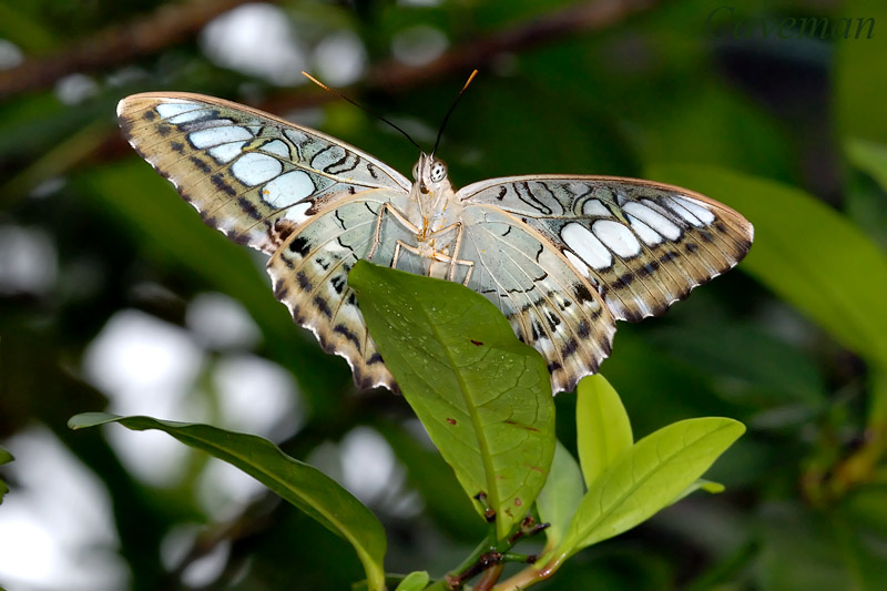 Parthenos sylvia lilacinus