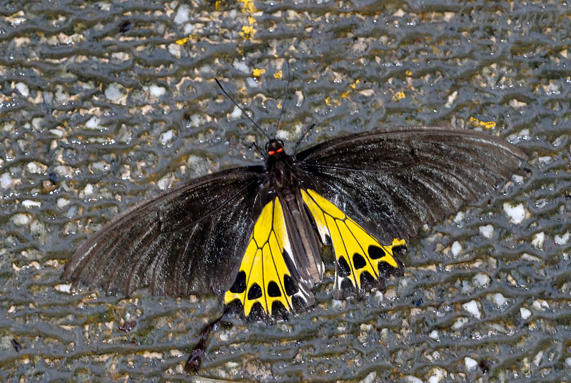 Troides helena cerberus(Common Birdwing) - female