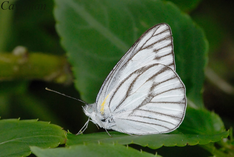 Appias libythea olferna(Striped Albatross)