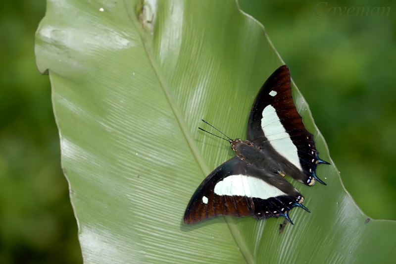 Polyura athamas athamas