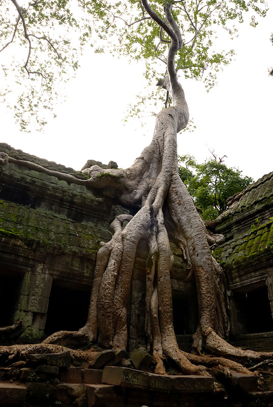 Ta Prohm