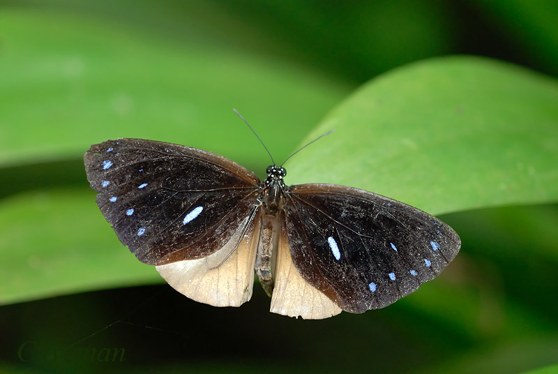 Euploea eunice leucogonis
