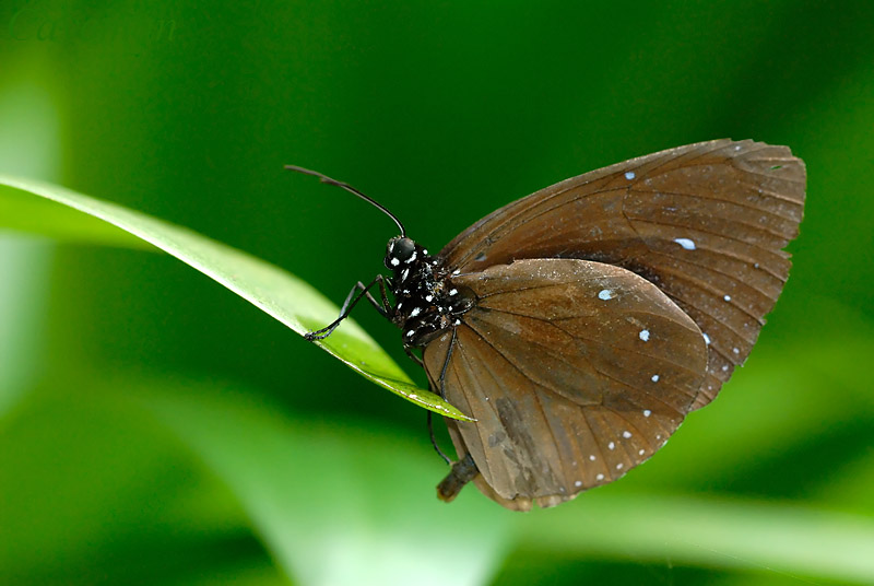 Euploea eunice leucogonis