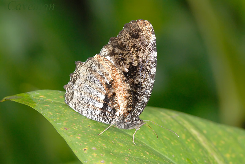 Elymnias nesaea lioneli (Tiger Palmfly)