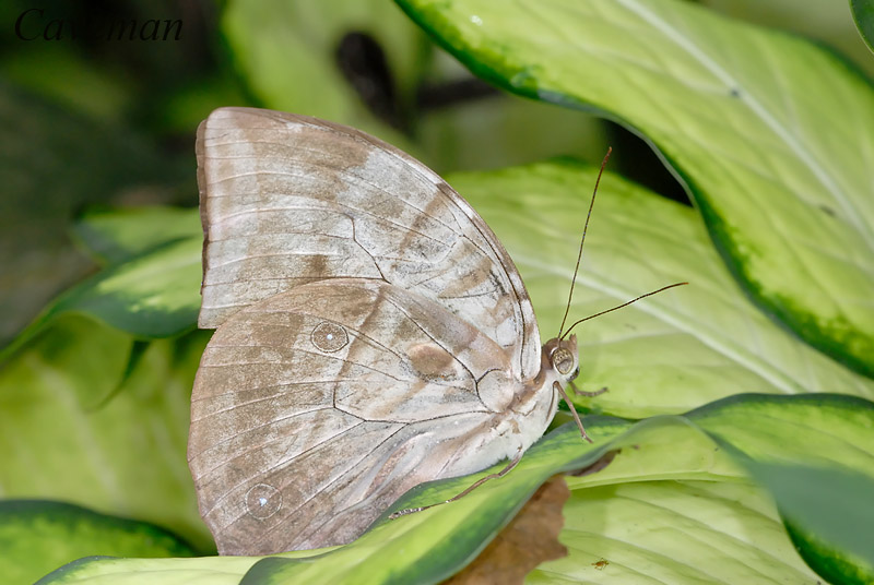 Zeuxidia aurelius aurelius (The Great Saturn)