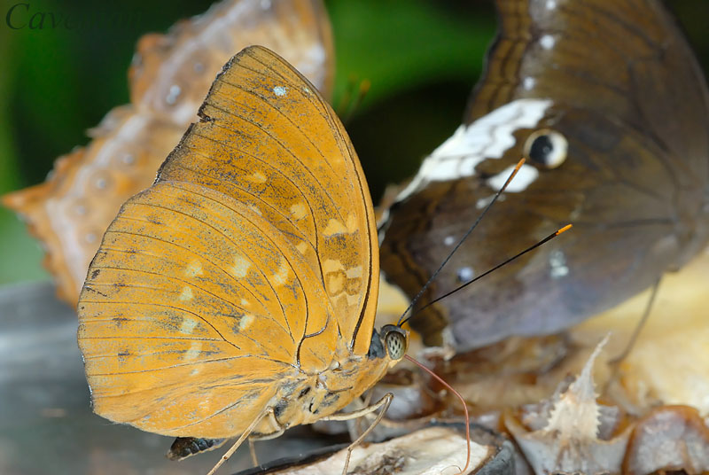 Lexias pardalis dirteana