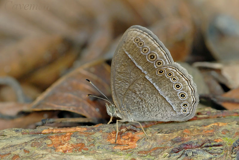 Mycalesis janardana sagittigera