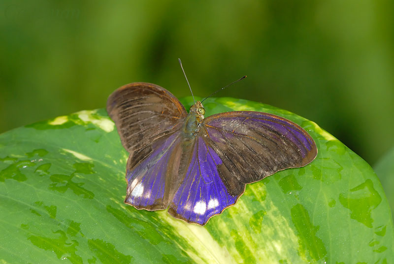 Terinos terpander robertsia