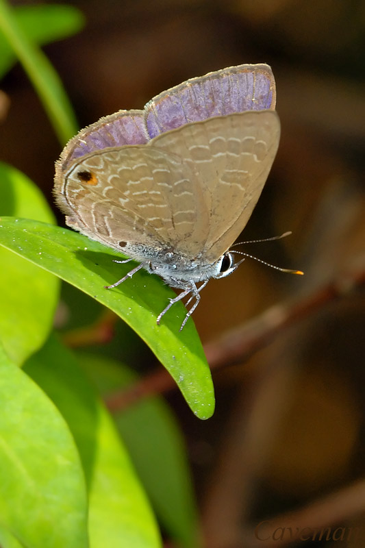 Anthene emolus goberus (Ciliate Blue)