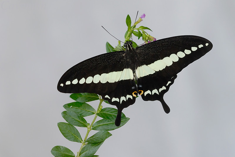 Papilio demolion demolion (Banded Swallowtail)