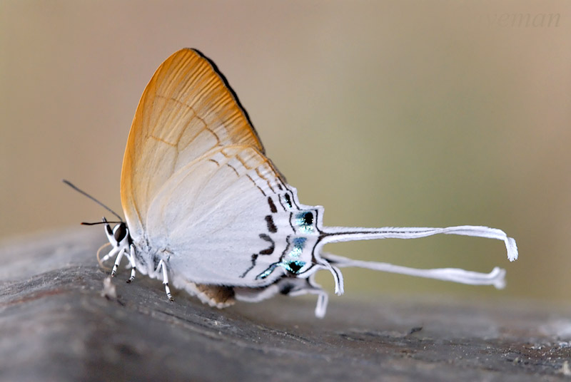Cheritra freja frigga (Common Imperial)