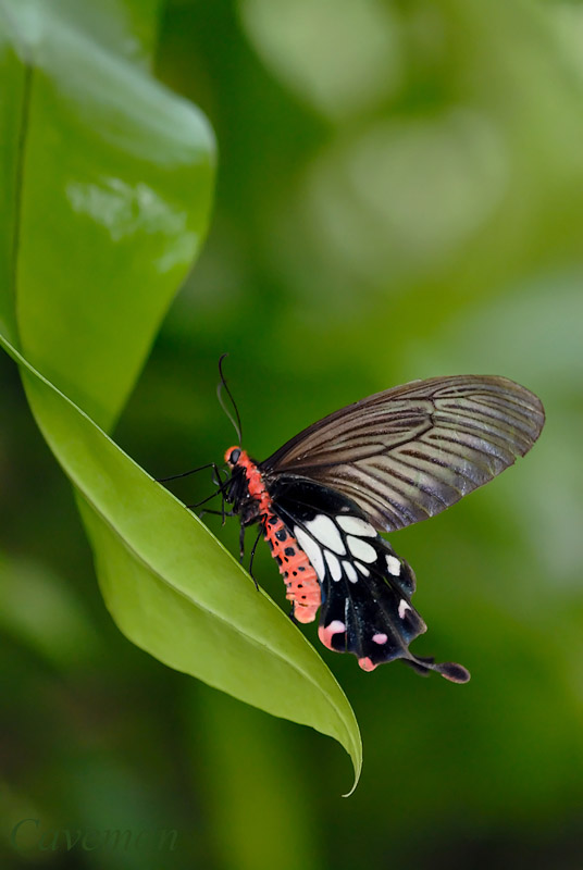 Pachliopta (Losaria) Coon doubledayi