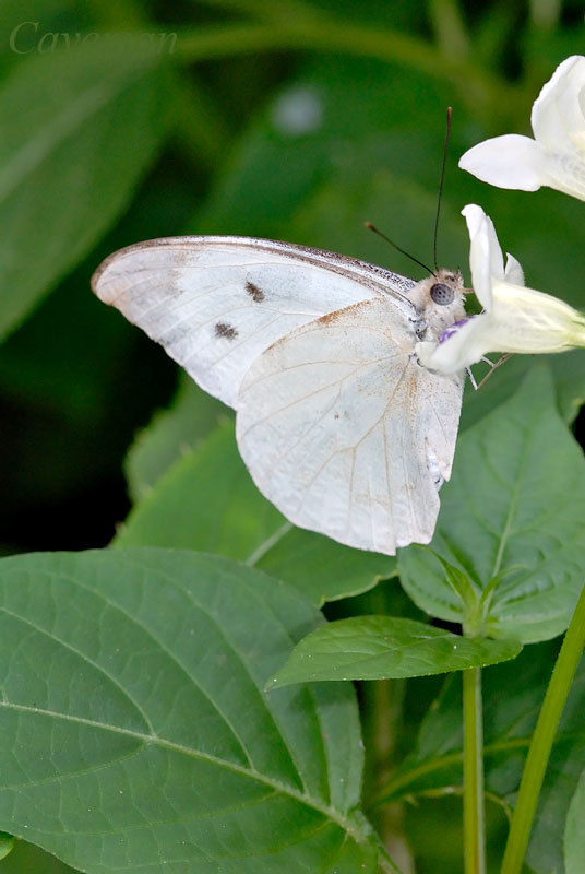Appias lalassis indroides