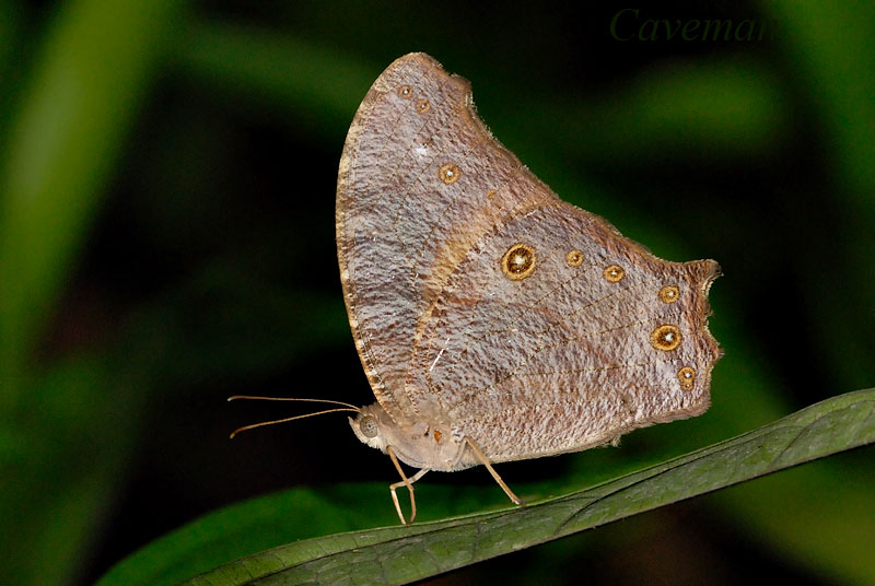 Melanitis leda leda