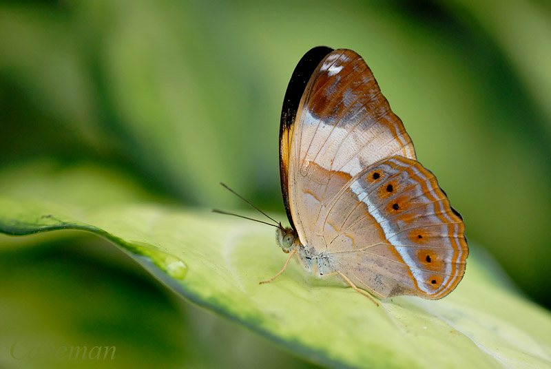 Cirrochroa orissa orissa (Banded Yeoman)