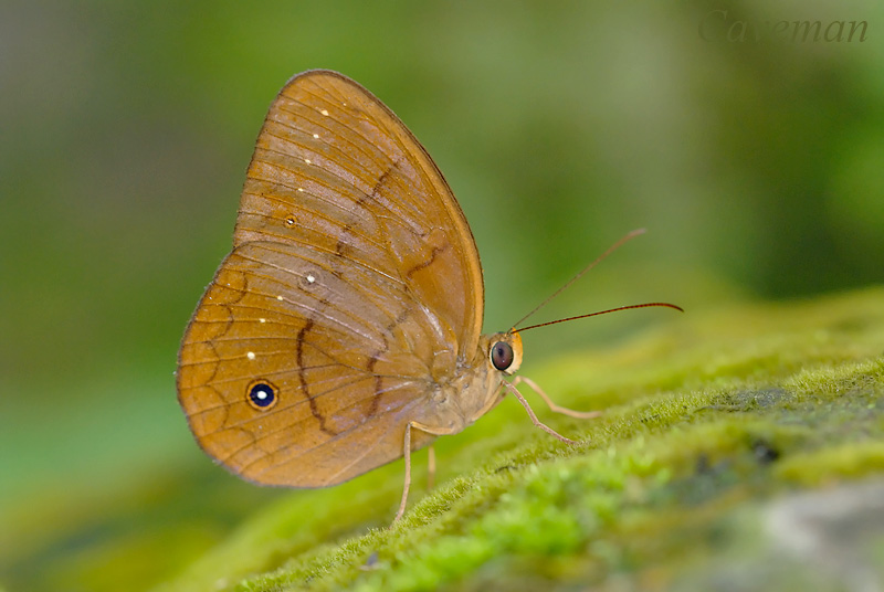 Faunis gracilis (The Narrow Striped Faun)